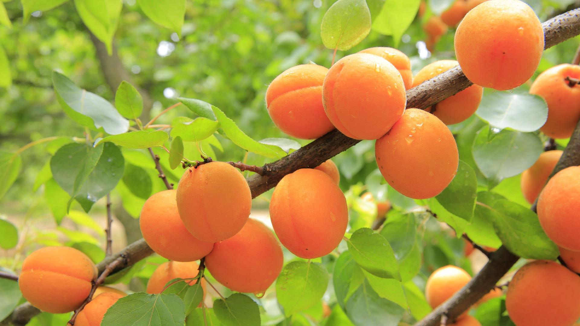 uploads/images/Apricots 824626_1920