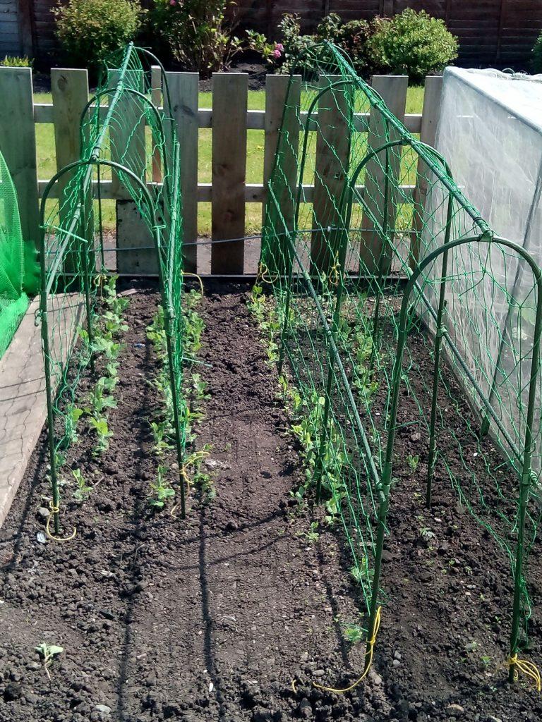 uploads/images/Arched Pea Support Frame