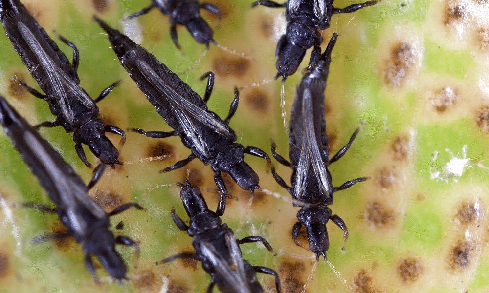 uploads/images/Are Thrips Harmful To Humans