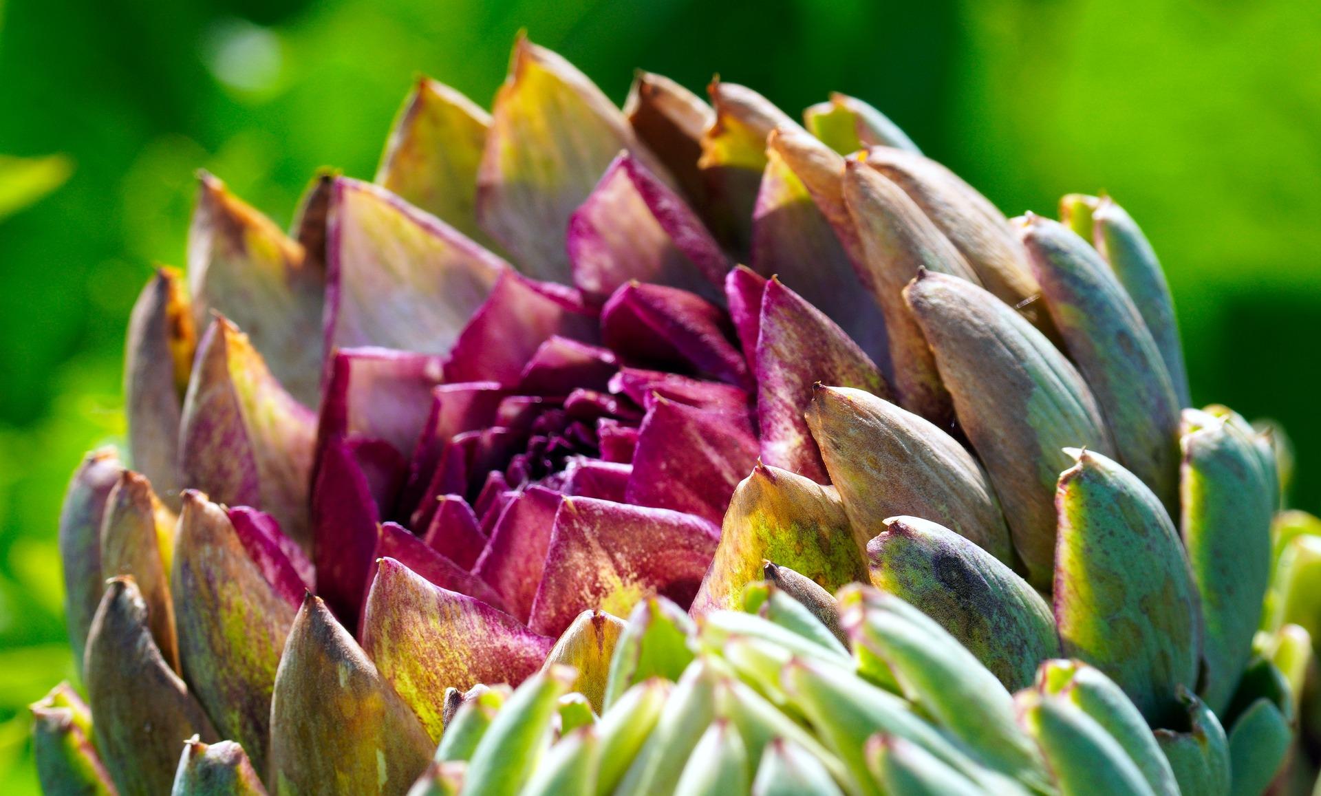 uploads/images/Artichoke 6485545_1920