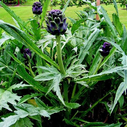 uploads/images/Artichoke_violet_de_provence_var30