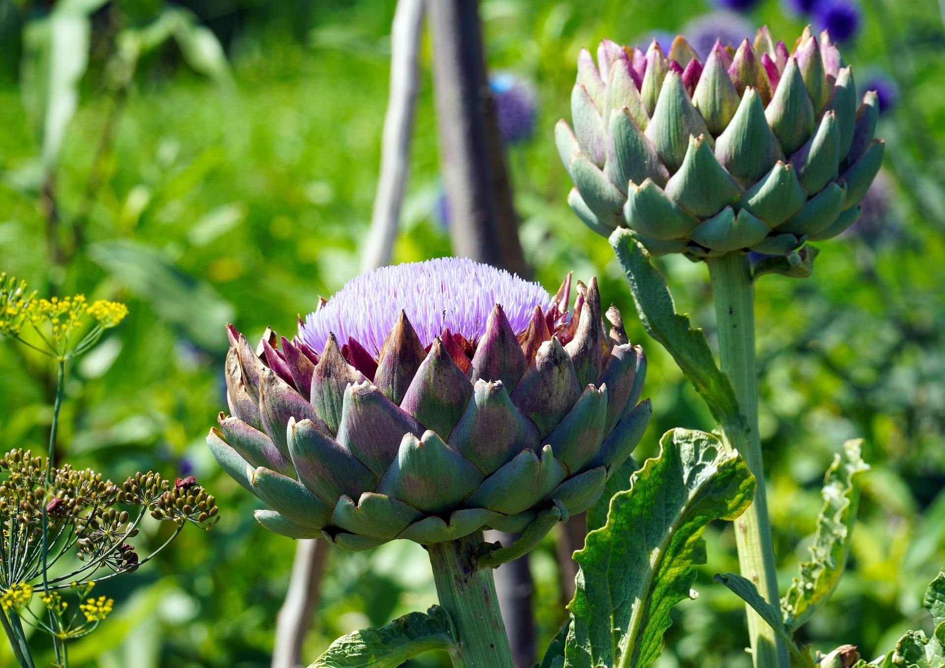uploads/images/Artichokes 6485550_1920