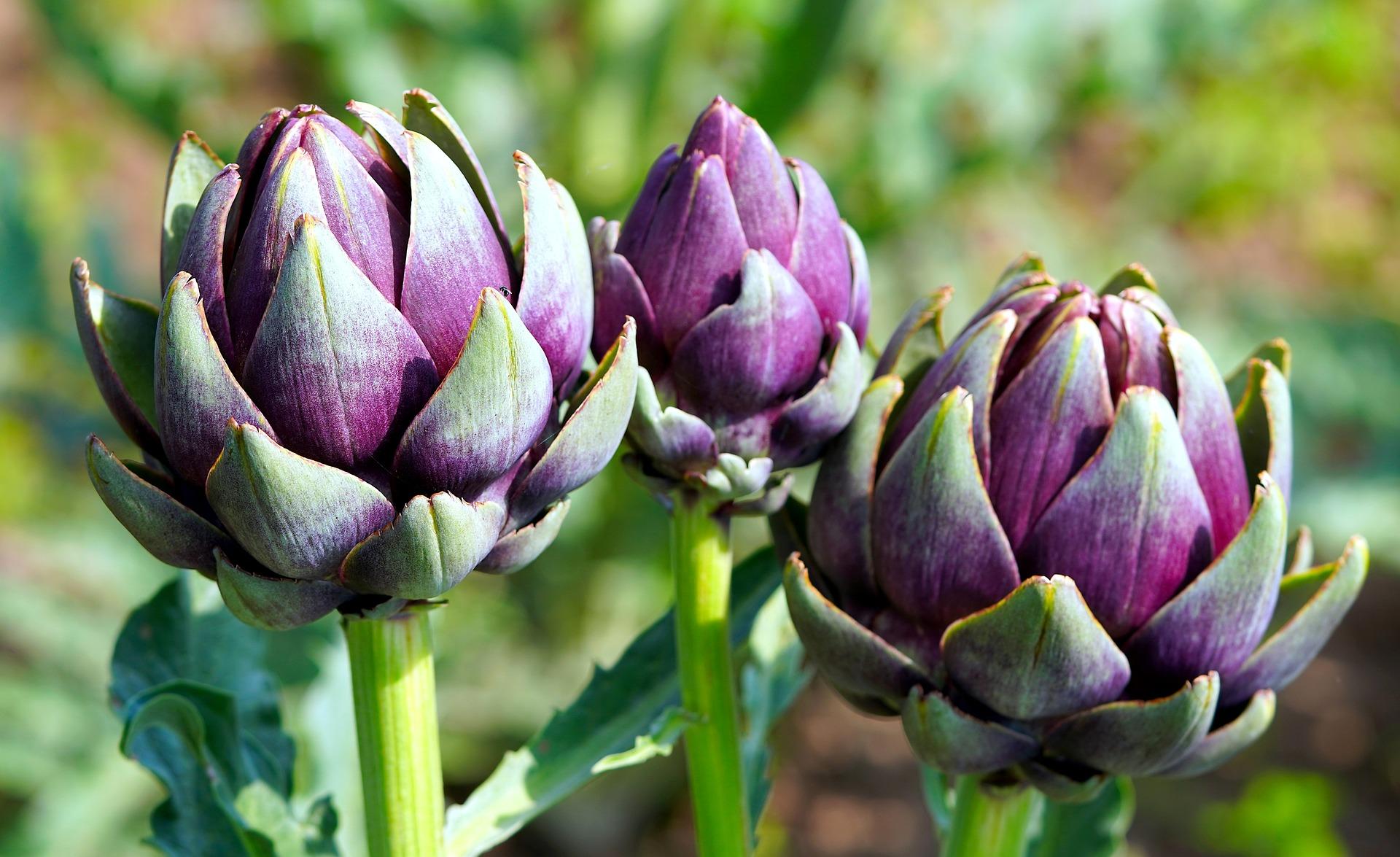 uploads/images/Artichokes 6596182_1920
