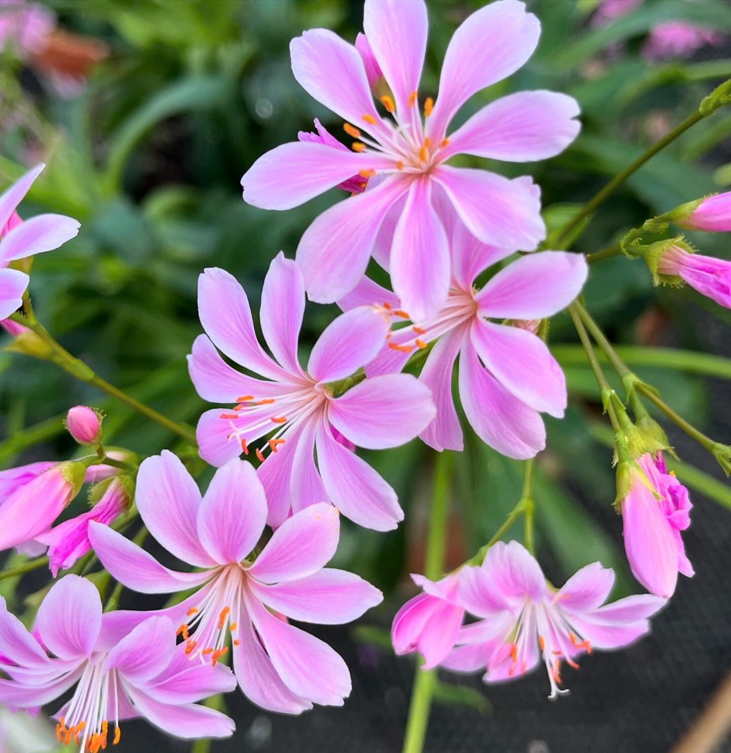 uploads/images/Ashwood 5