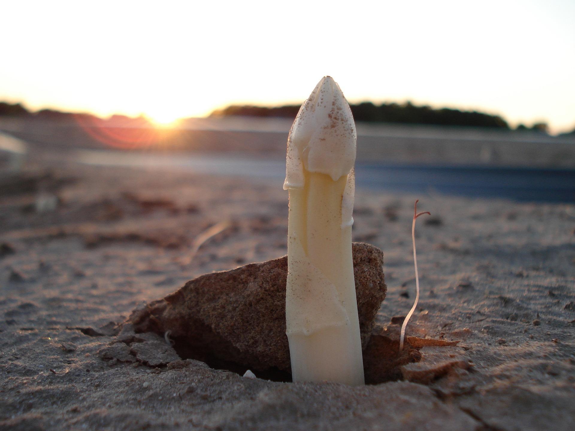 uploads/images/Asparagus 15374_1920