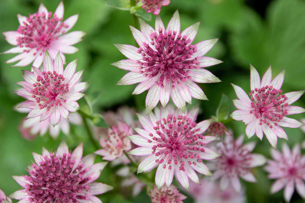 uploads/images/Astrantia_blog 1_594x_crop_center