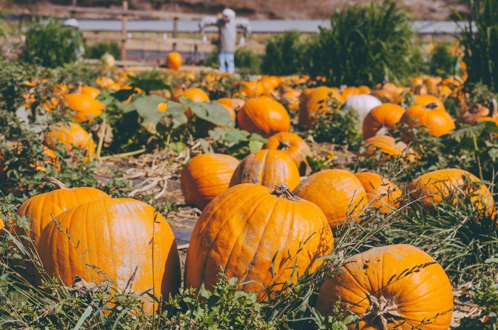 uploads/images/Autumn Seasonal Vegetables Uk