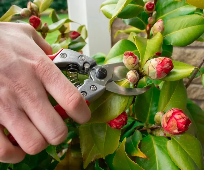 uploads/images/Secateurs