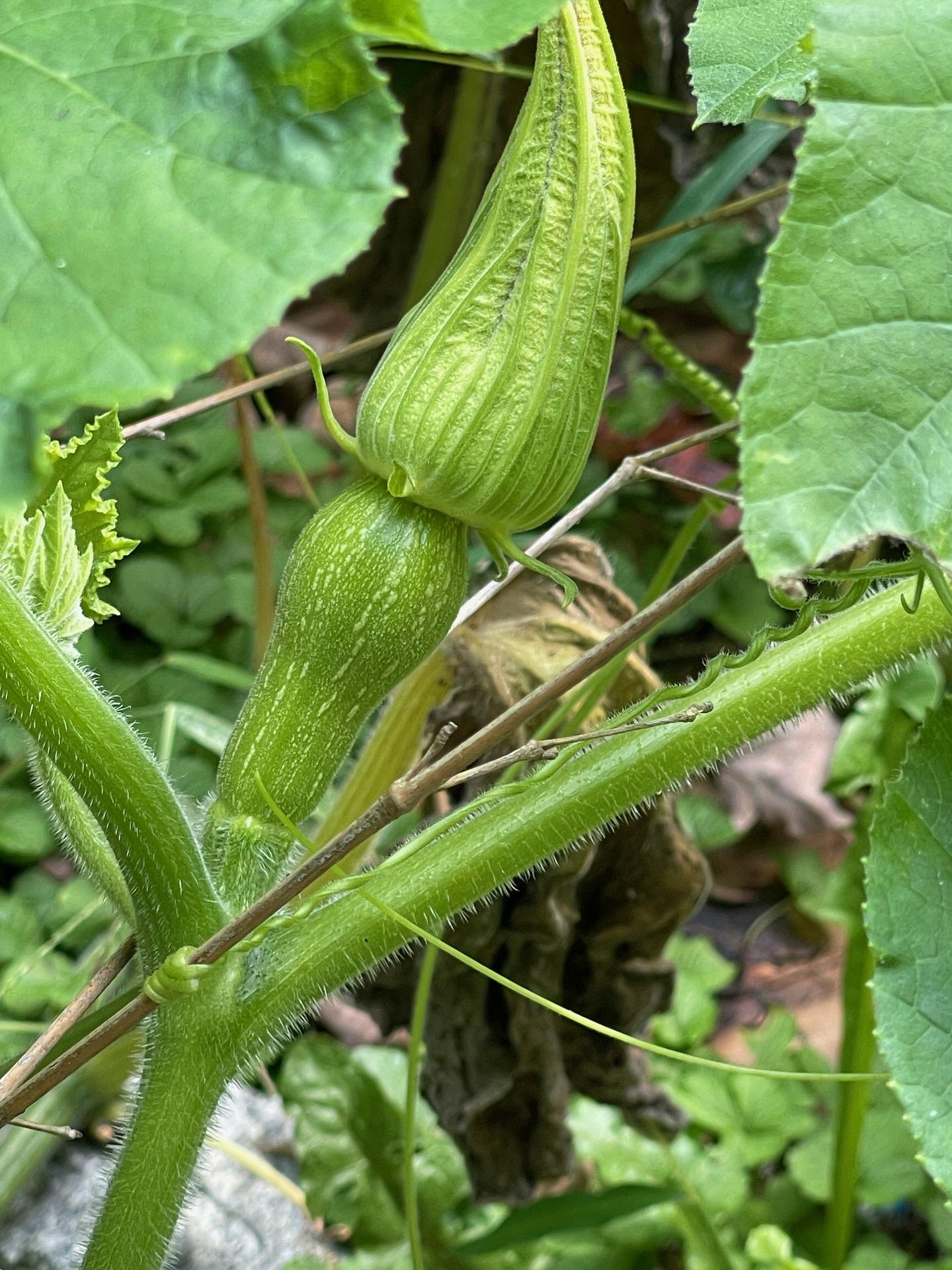 baby winter squash 6648029_1920