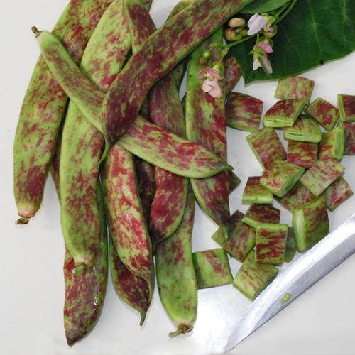 uploads/images/Barlotta_lingua_di_fuocco1