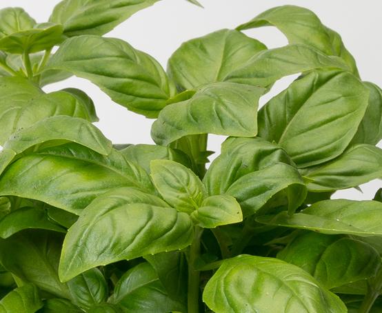 uploads/images/Basil Sweet 2