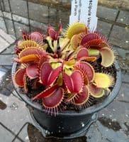 uploads/images/Bc1001 Beginners Collection 4 2 1 P