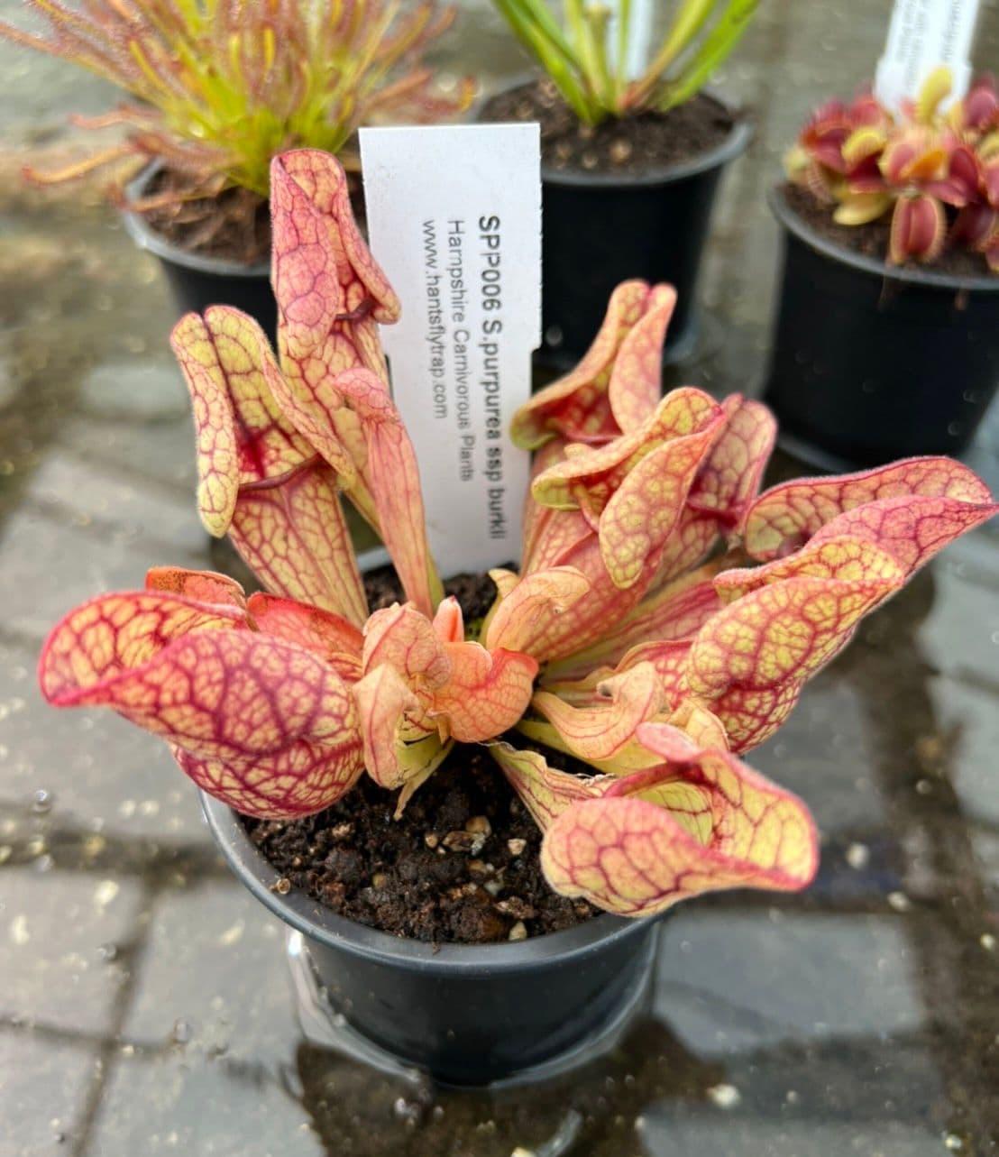 uploads/images/Bc1001 Beginners Collection 4 4 1 P 1