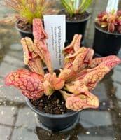 uploads/images/Bc1001 Beginners Collection 4 4 1 P