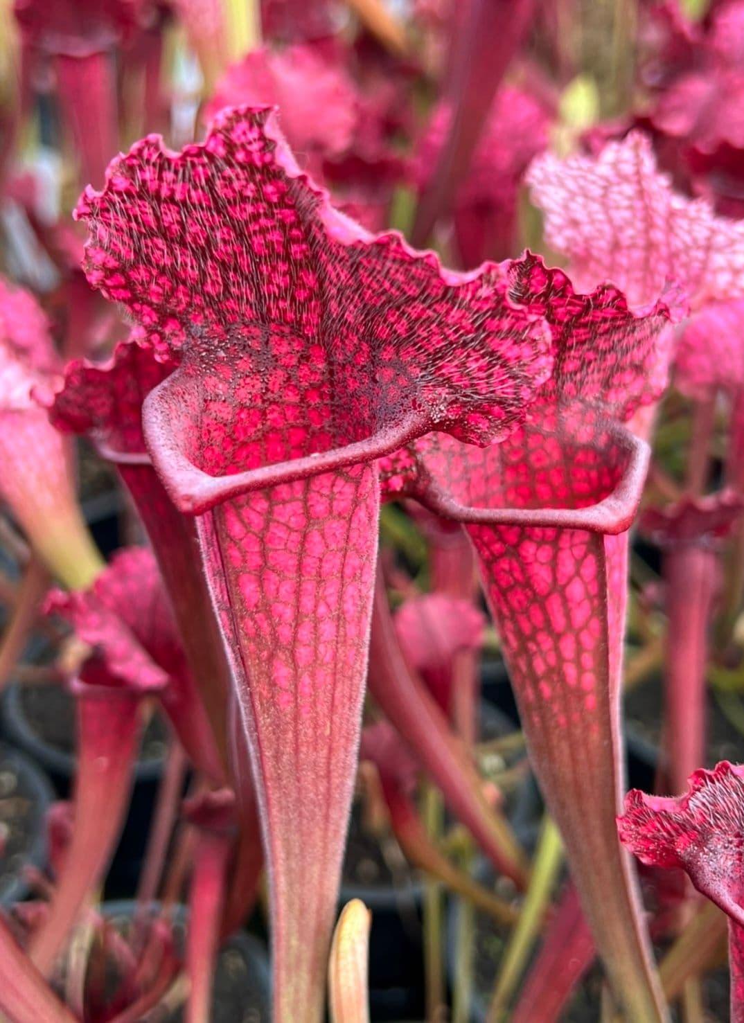 uploads/images/Bc1001 Beginners Collection 4 5 1 P 1