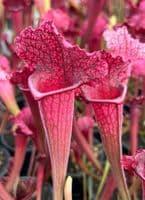 uploads/images/Bc1001 Beginners Collection 4 5 1 P