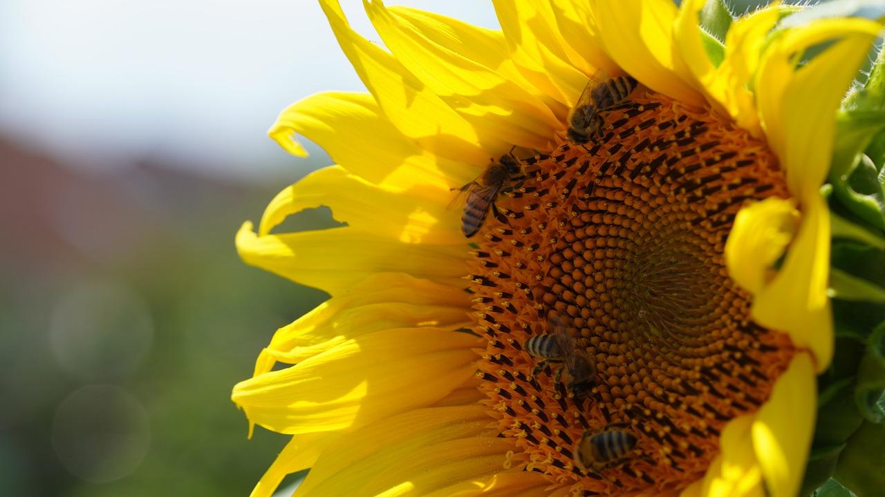 uploads/images/Bees 7293879_1280