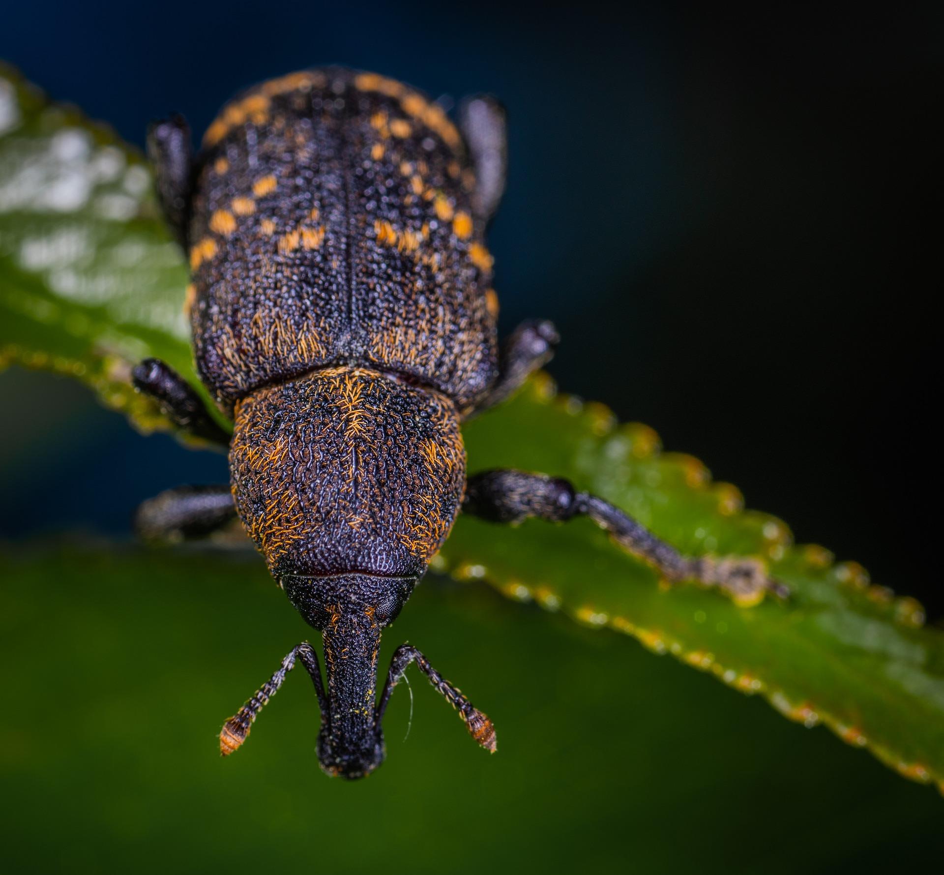 uploads/images/Beetle 3419974_1920