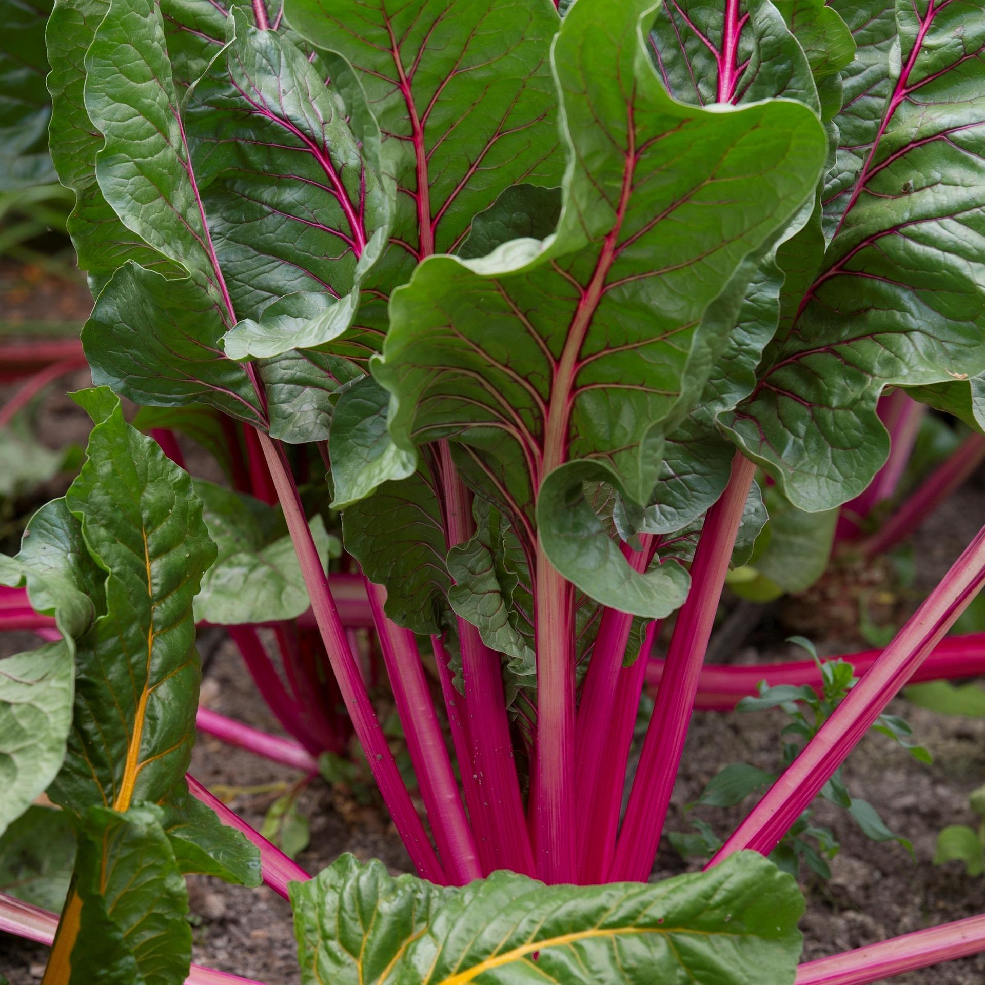 uploads/images/Beetroot 909659_1920