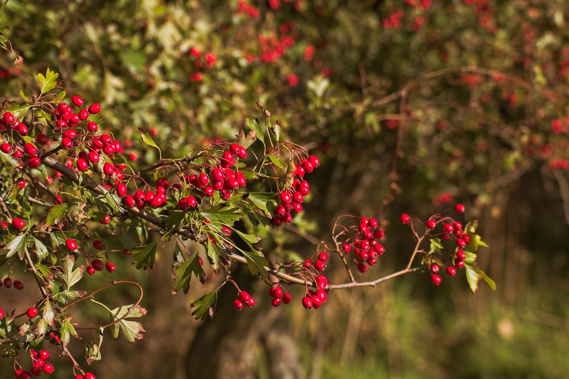 uploads/images/Berry 4516439_1920