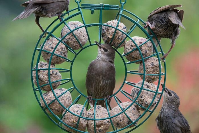 uploads/images/Bird Food 700x467