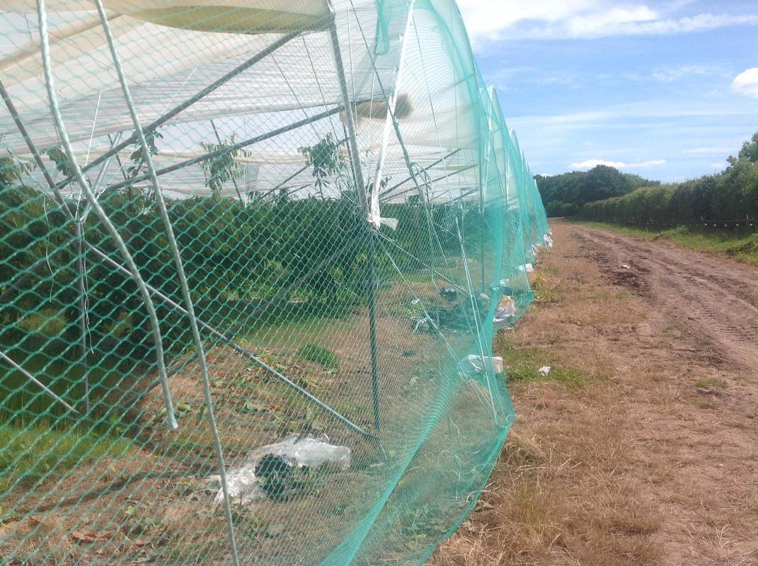 uploads/images/Bird Net_orig