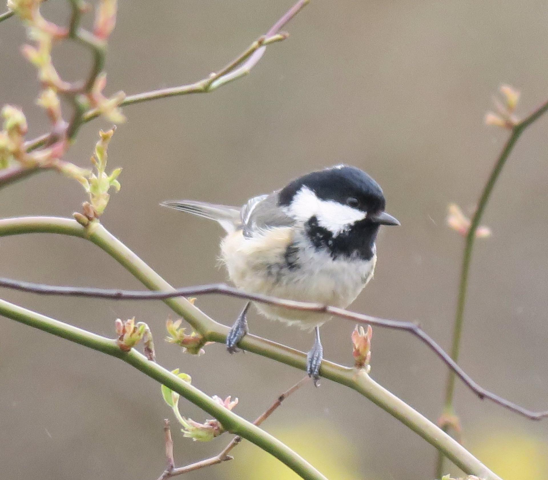 uploads/images/Birds