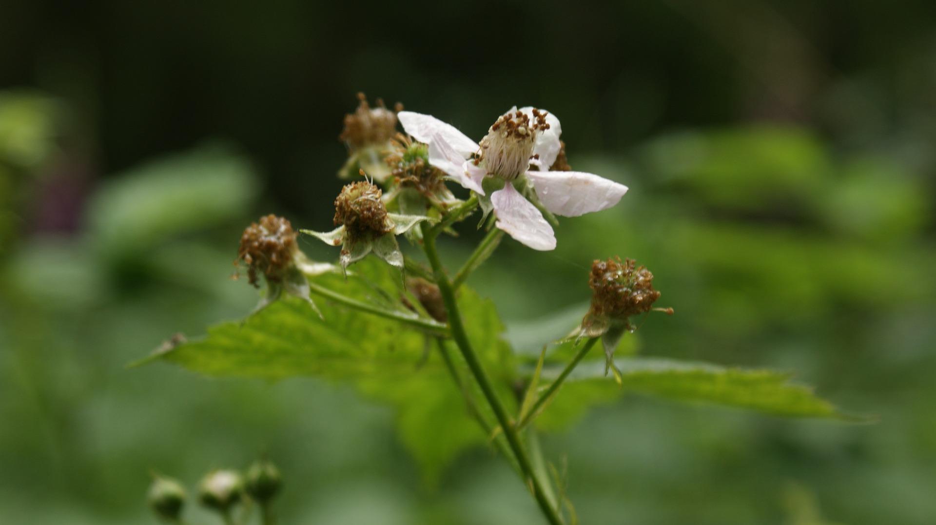 uploads/images/Blackberries 5282650_1920