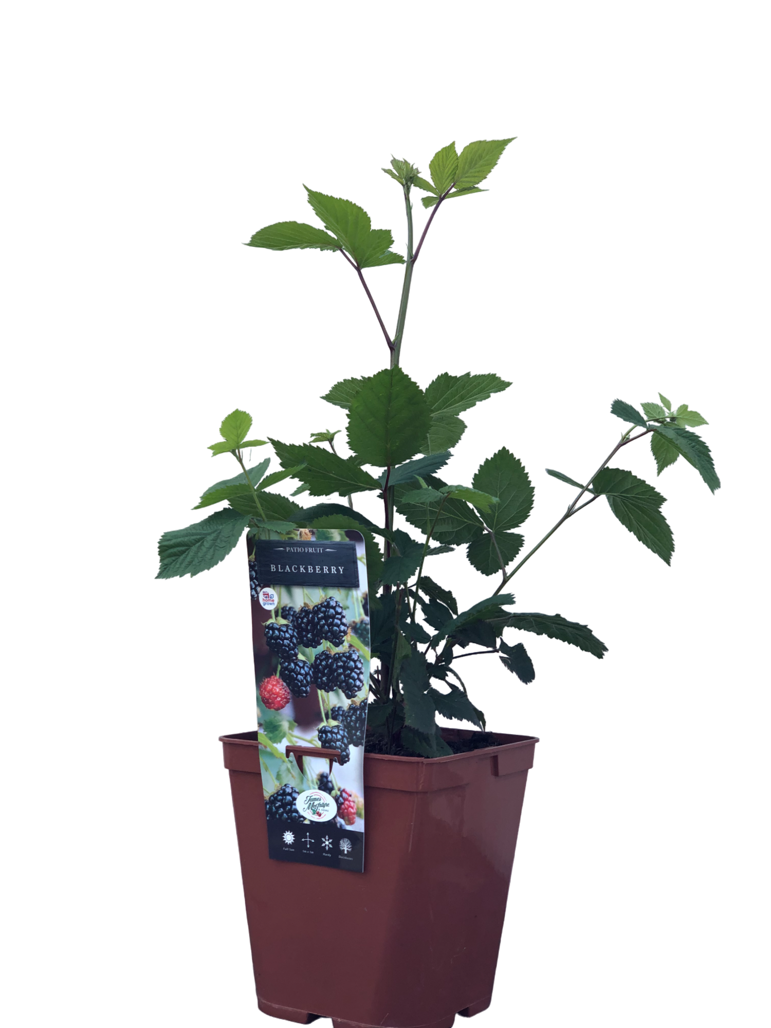 uploads/images/Blackberry 5l