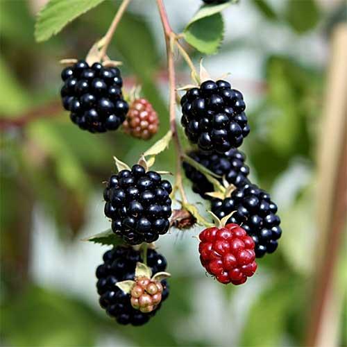 uploads/images/Blackberry Triple Crown