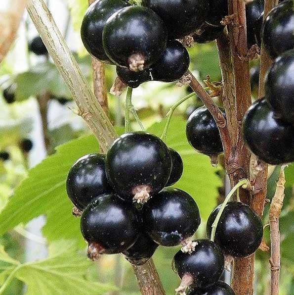 uploads/images/Blackcurrant Ben Sarek