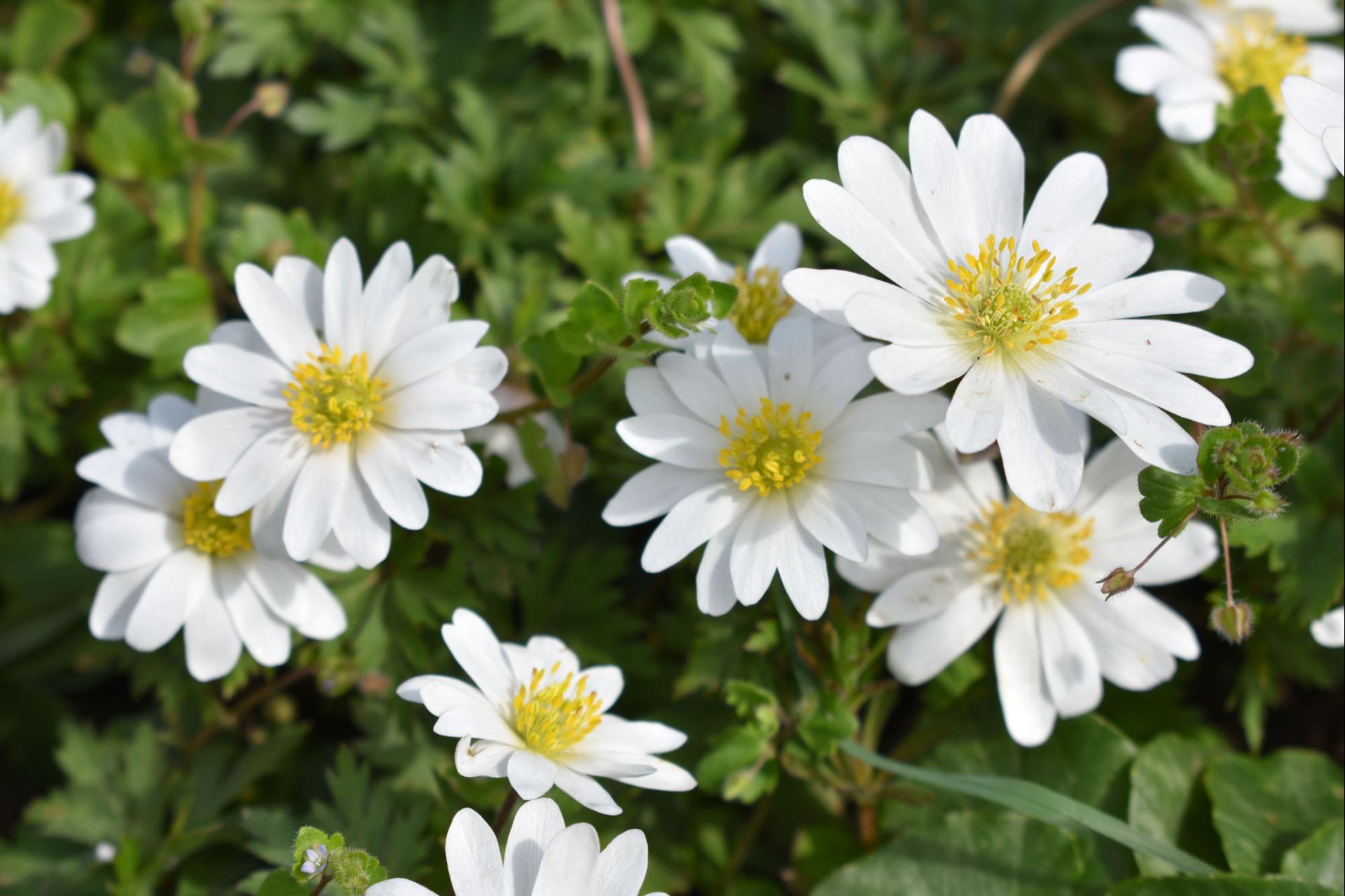 uploads/images/Blanda White