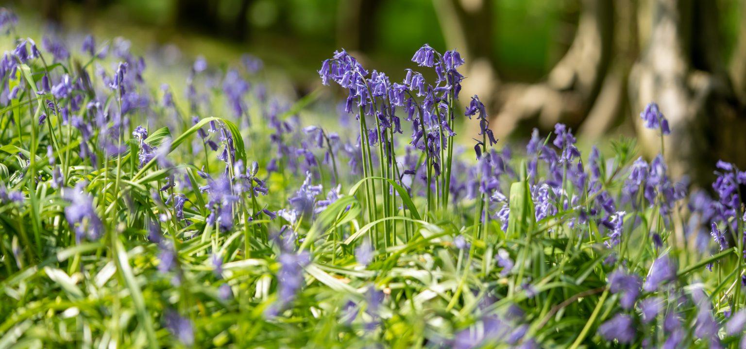 uploads/images/Bluebelldreamstime_l_181168765 1536x719