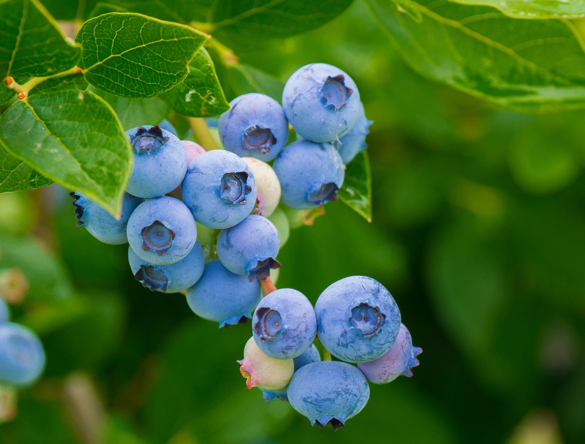 uploads/images/Blueberries 3548239_1920