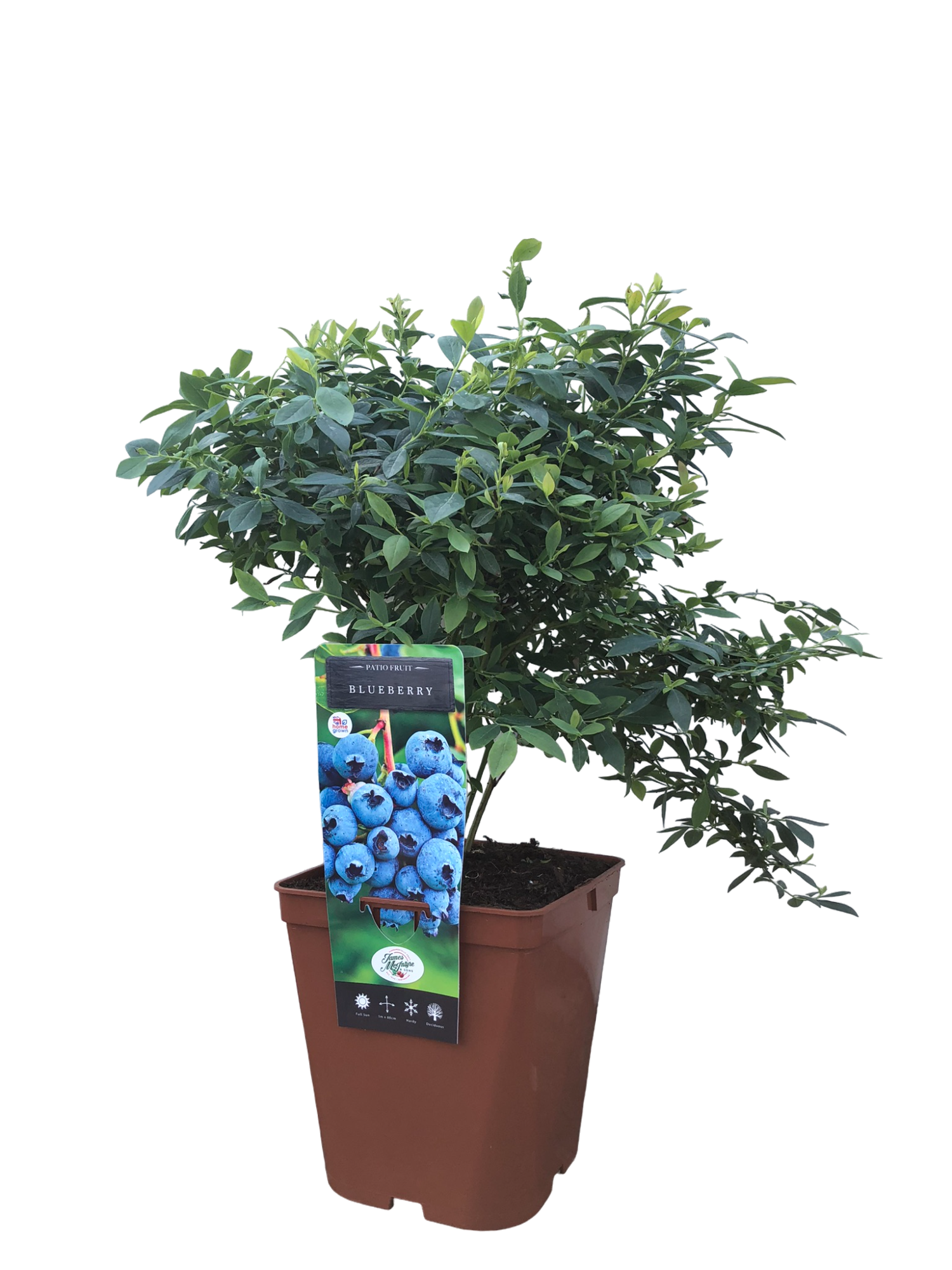 uploads/images/Blueberry 5l