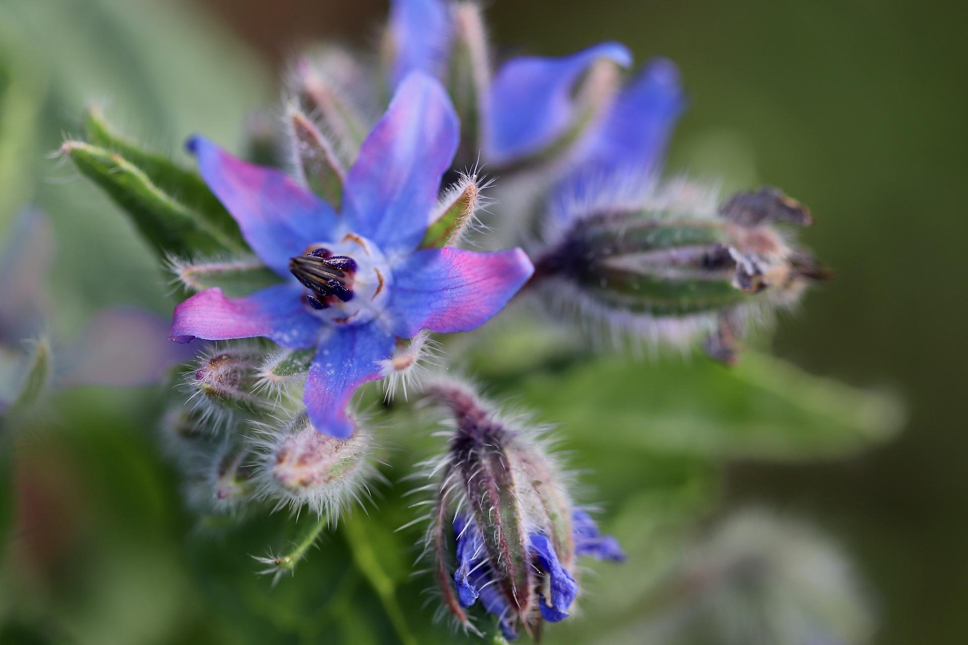 uploads/images/Borage 5770314_1920