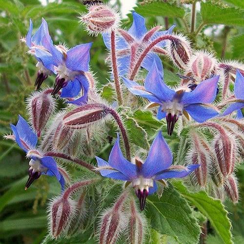 uploads/images/Borage