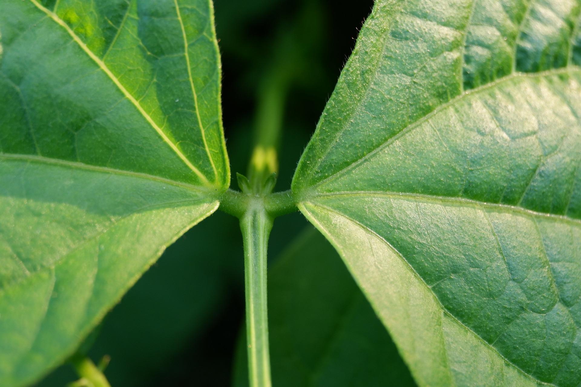 uploads/images/Broad Bean 3631991_1920