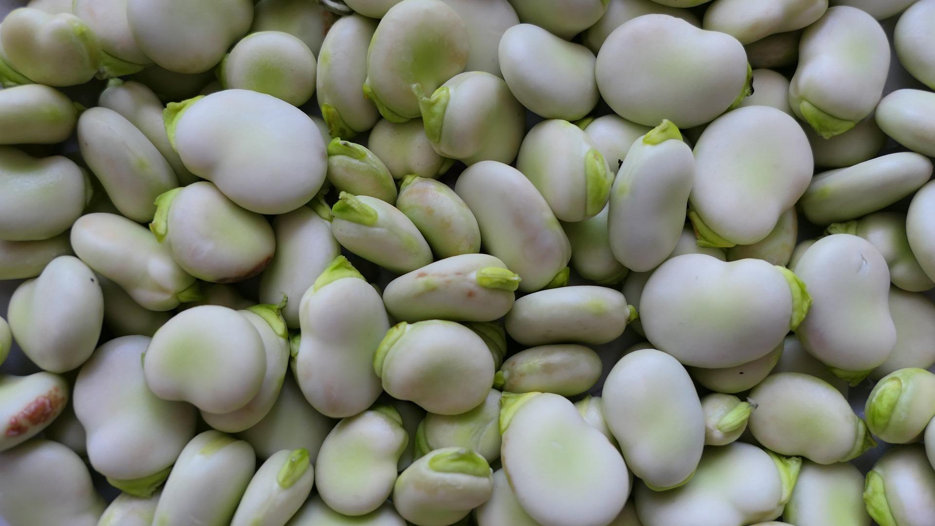 uploads/images/Broad Bean 5373644_1920