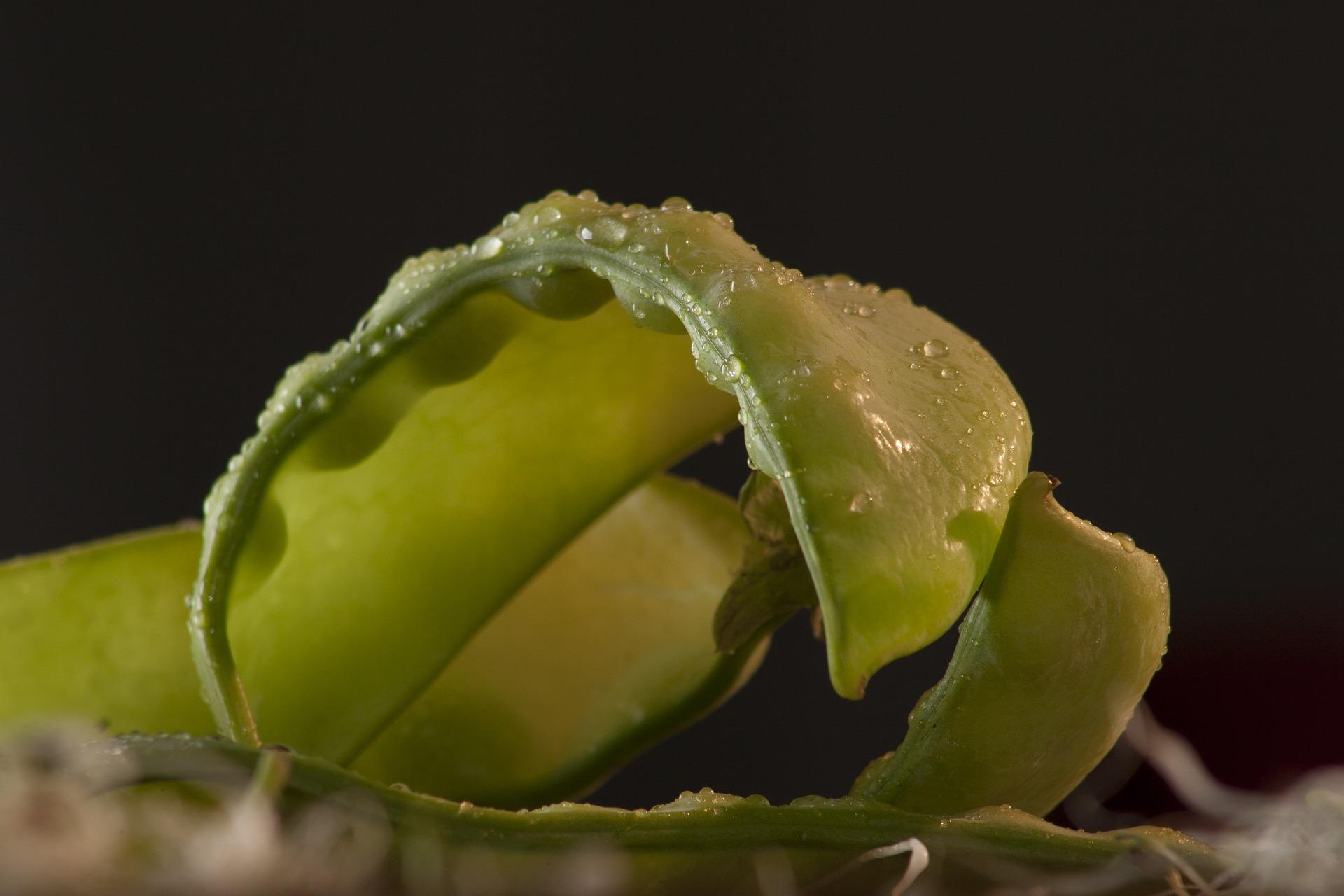 uploads/images/Broad Bean 7297699_1920