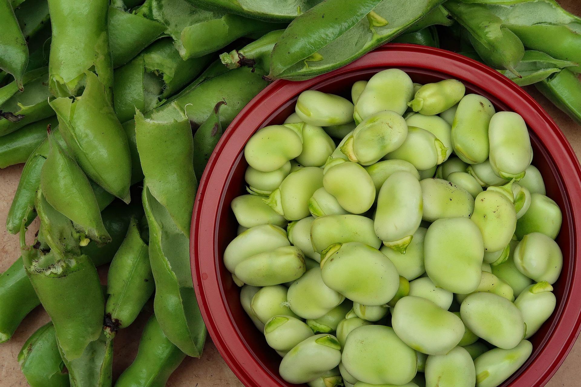 uploads/images/Broad Beans 5479434_1920