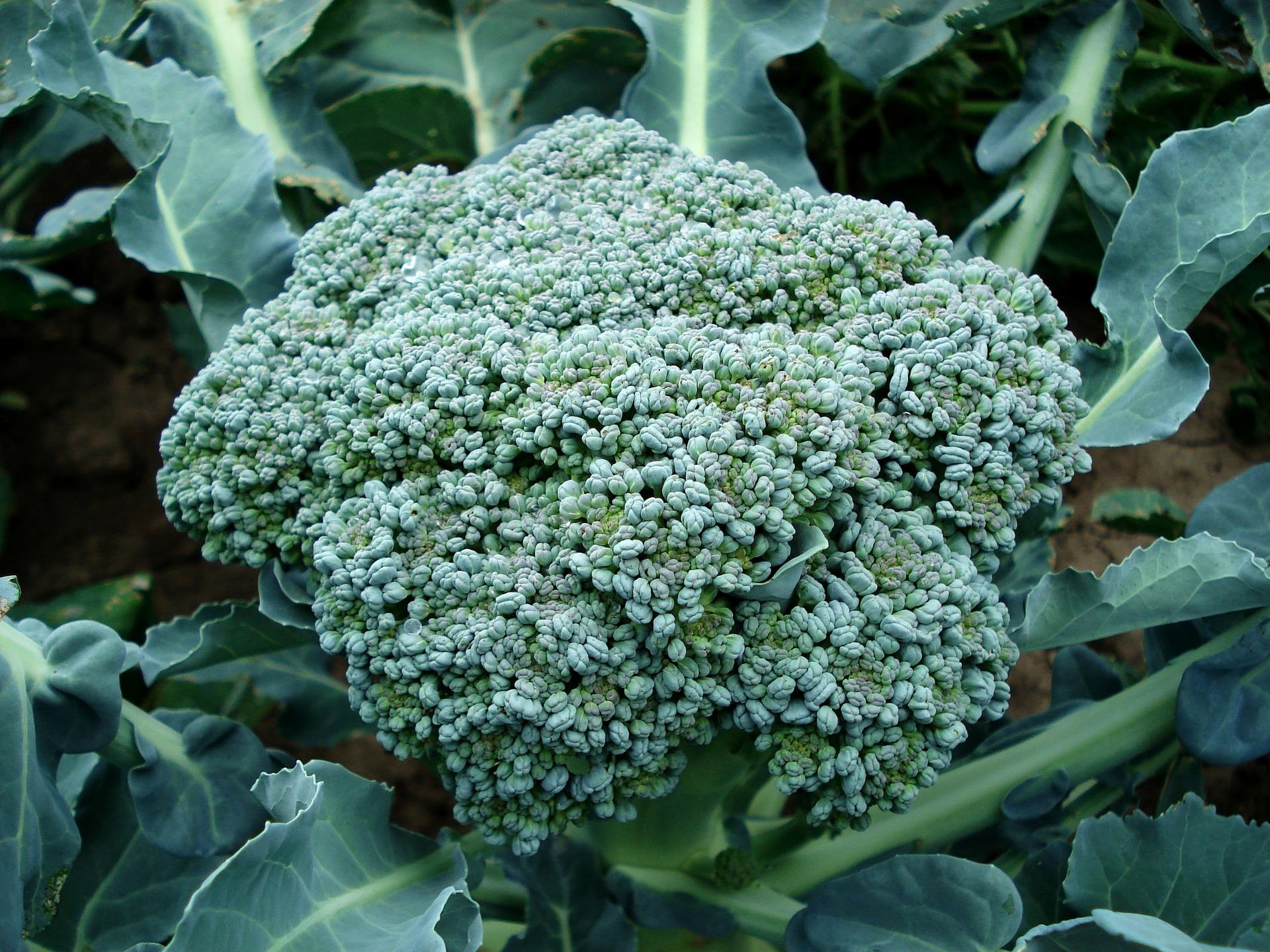 uploads/images/Broccoli 494754_1920
