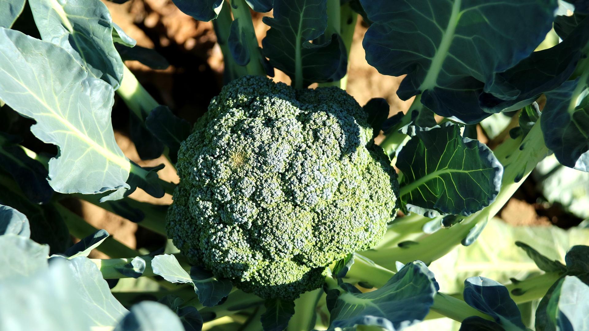 uploads/images/Broccoli 992710_1920