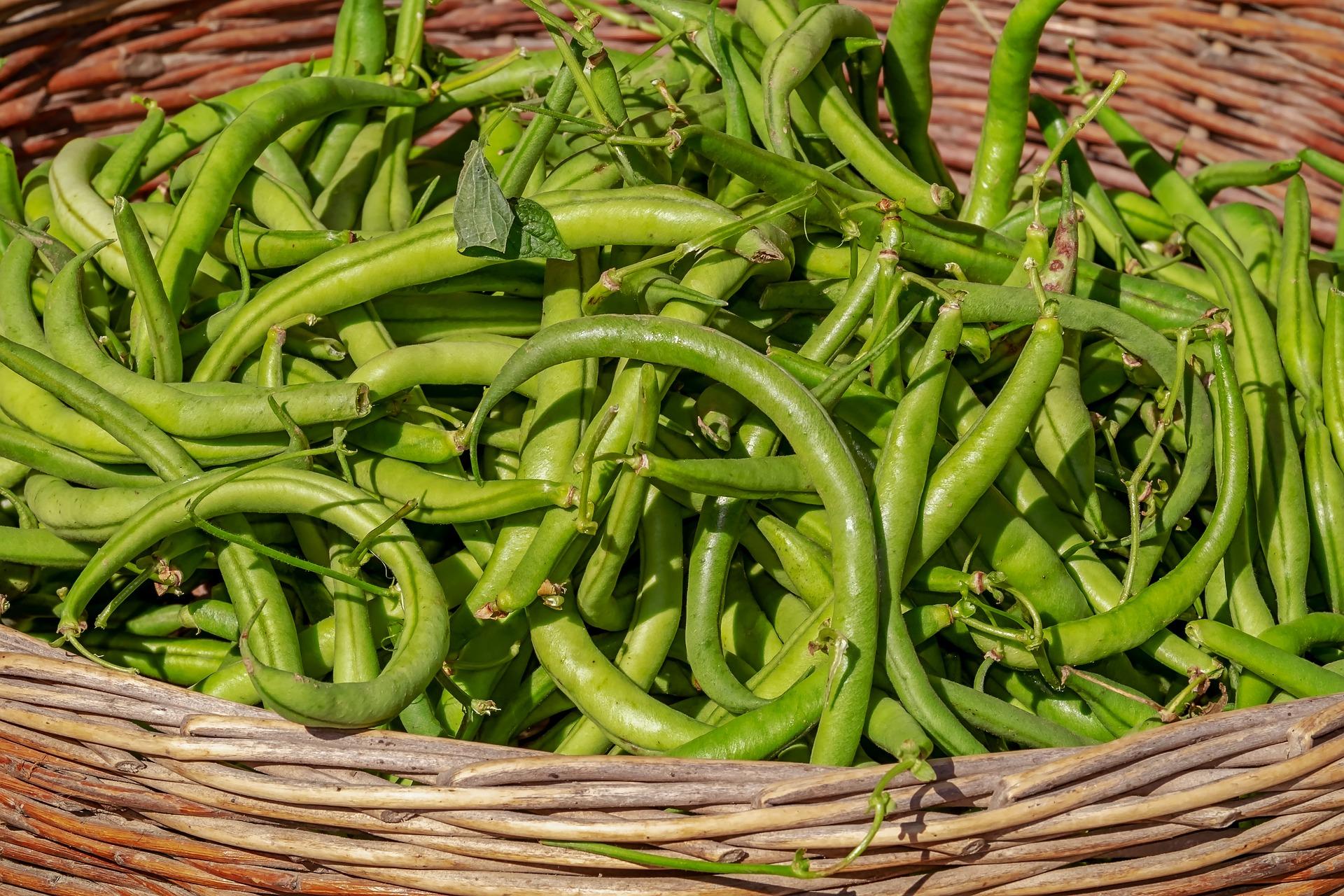uploads/images/Bush Beans 3702999_1920