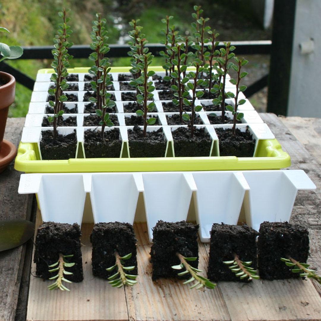 uploads/images/Bustaseed Twin Kit 1