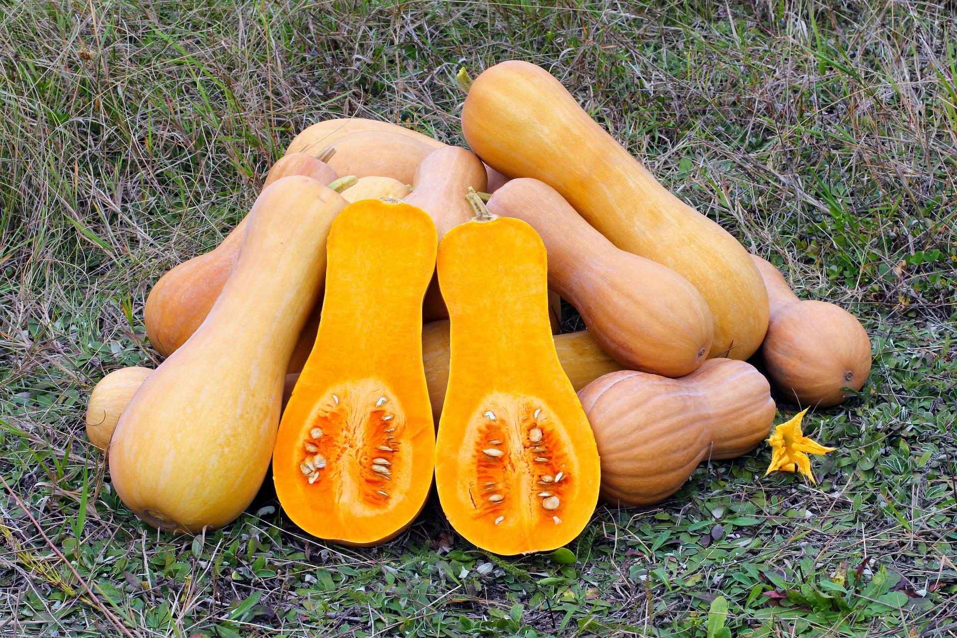 uploads/images/Butternut Squash 109131_1920