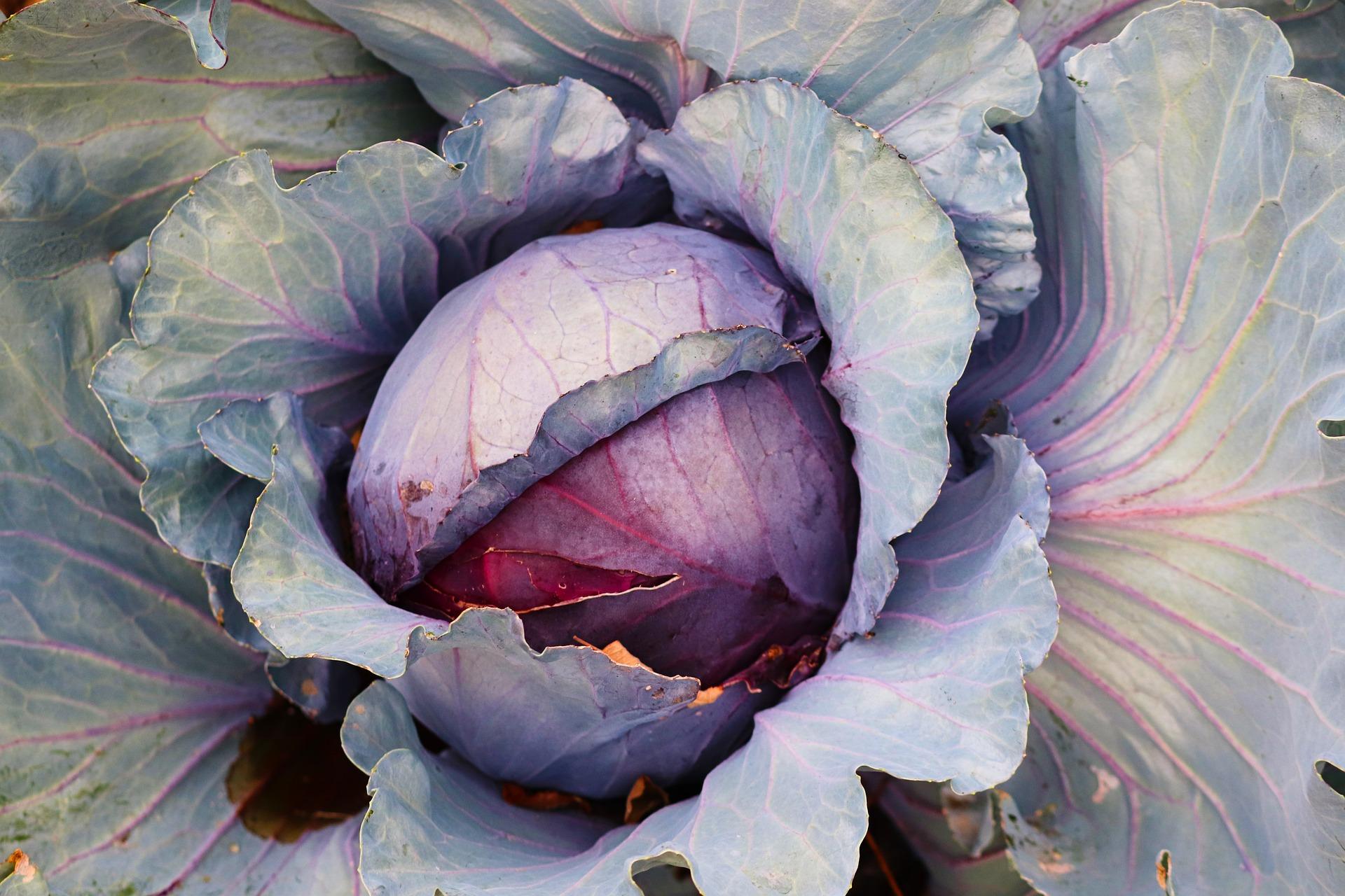 cabbage 7352276_1920