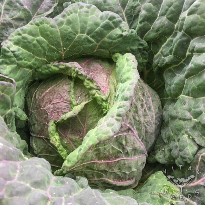 uploads/images/Cabbage Di Verona