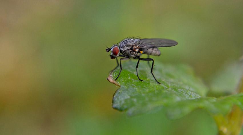 uploads/images/Cabbage Root Fly