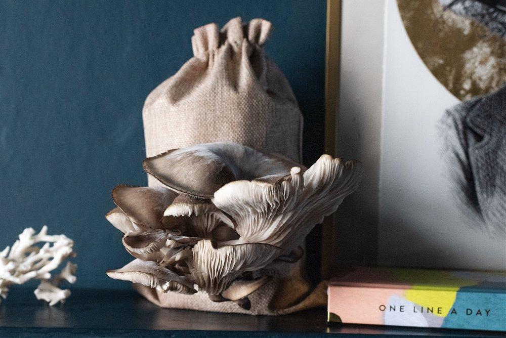 uploads/images/Caleymixed_16